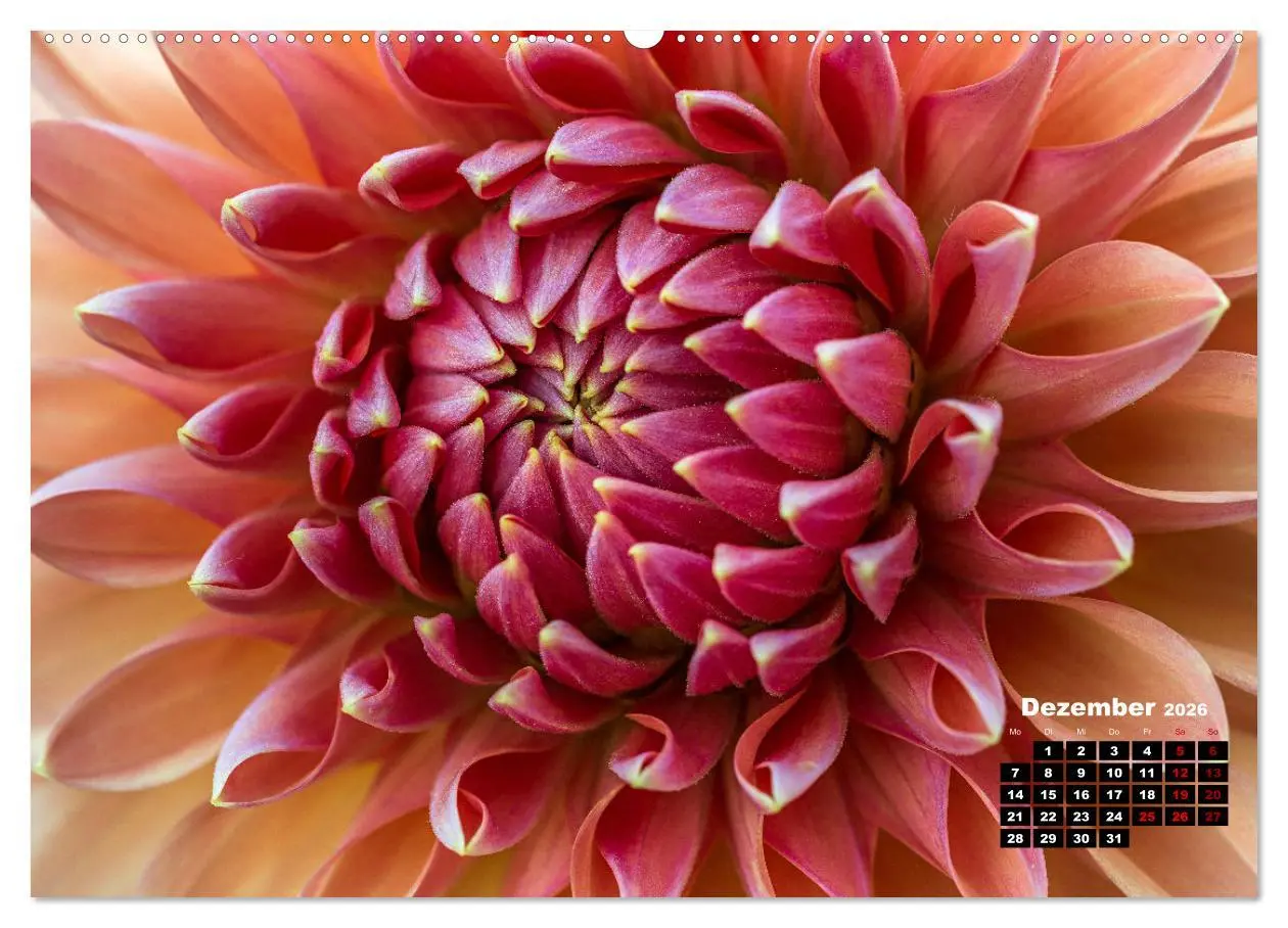 Bild: 9783457544853 | Im Herzen der Dahlie (Wandkalender 2026 DIN A2 quer), CALVENDO...