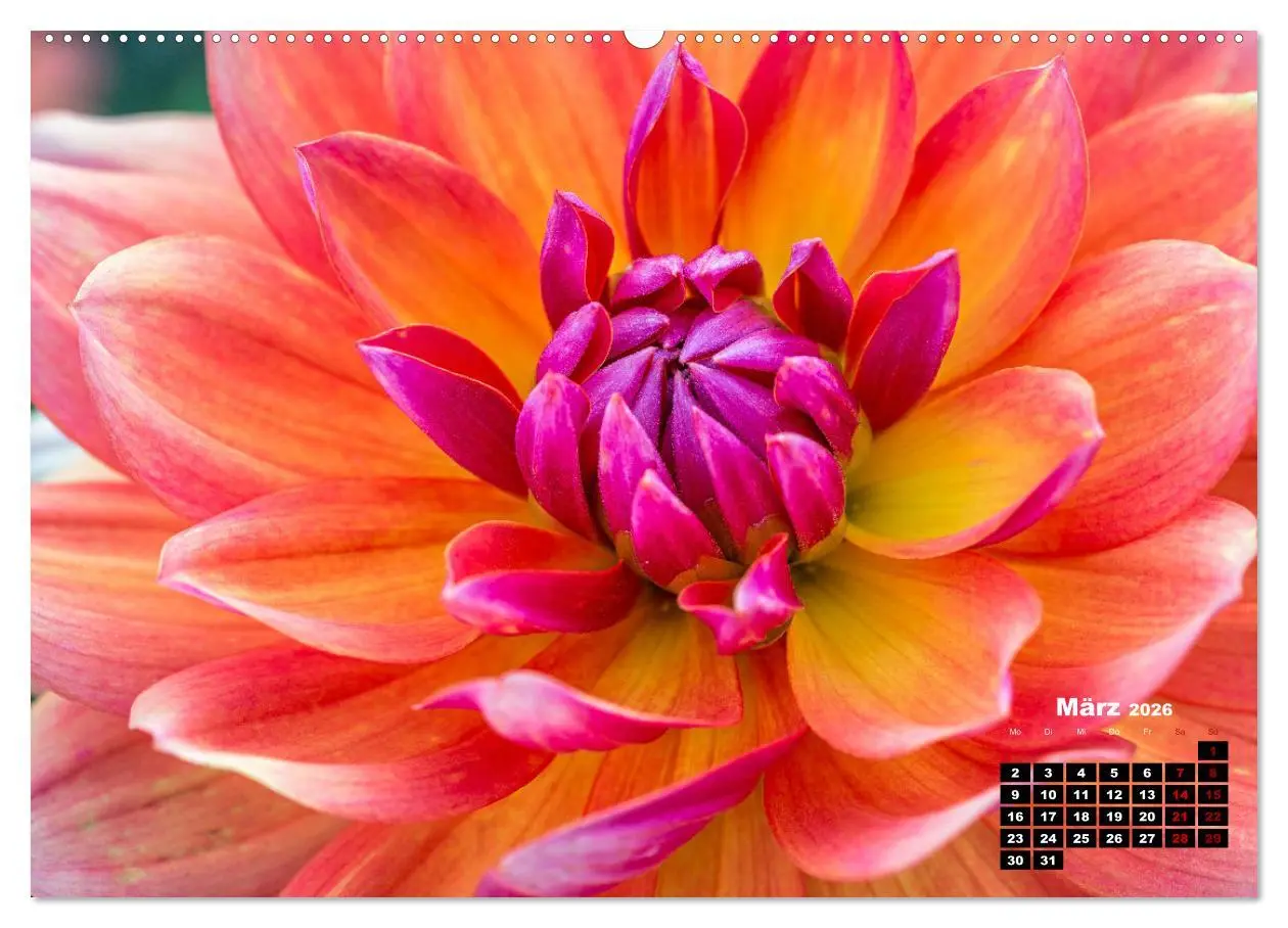 Bild: 9783457544853 | Im Herzen der Dahlie (Wandkalender 2026 DIN A2 quer), CALVENDO...