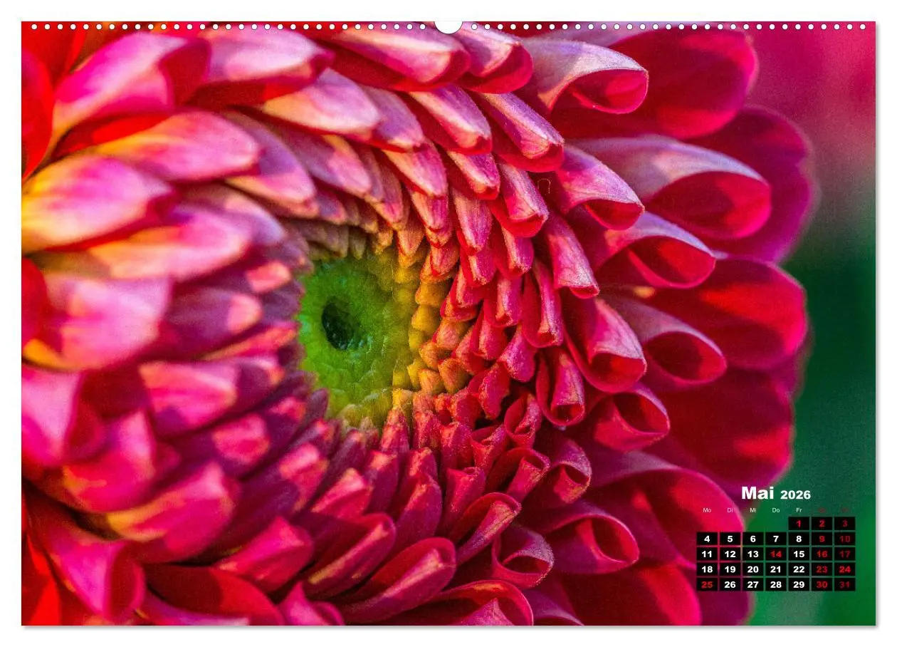 Bild: 9783457544853 | Im Herzen der Dahlie (Wandkalender 2026 DIN A2 quer), CALVENDO...
