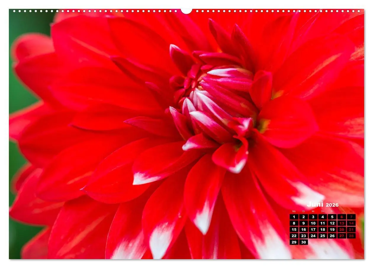 Bild: 9783457544853 | Im Herzen der Dahlie (Wandkalender 2026 DIN A2 quer), CALVENDO...