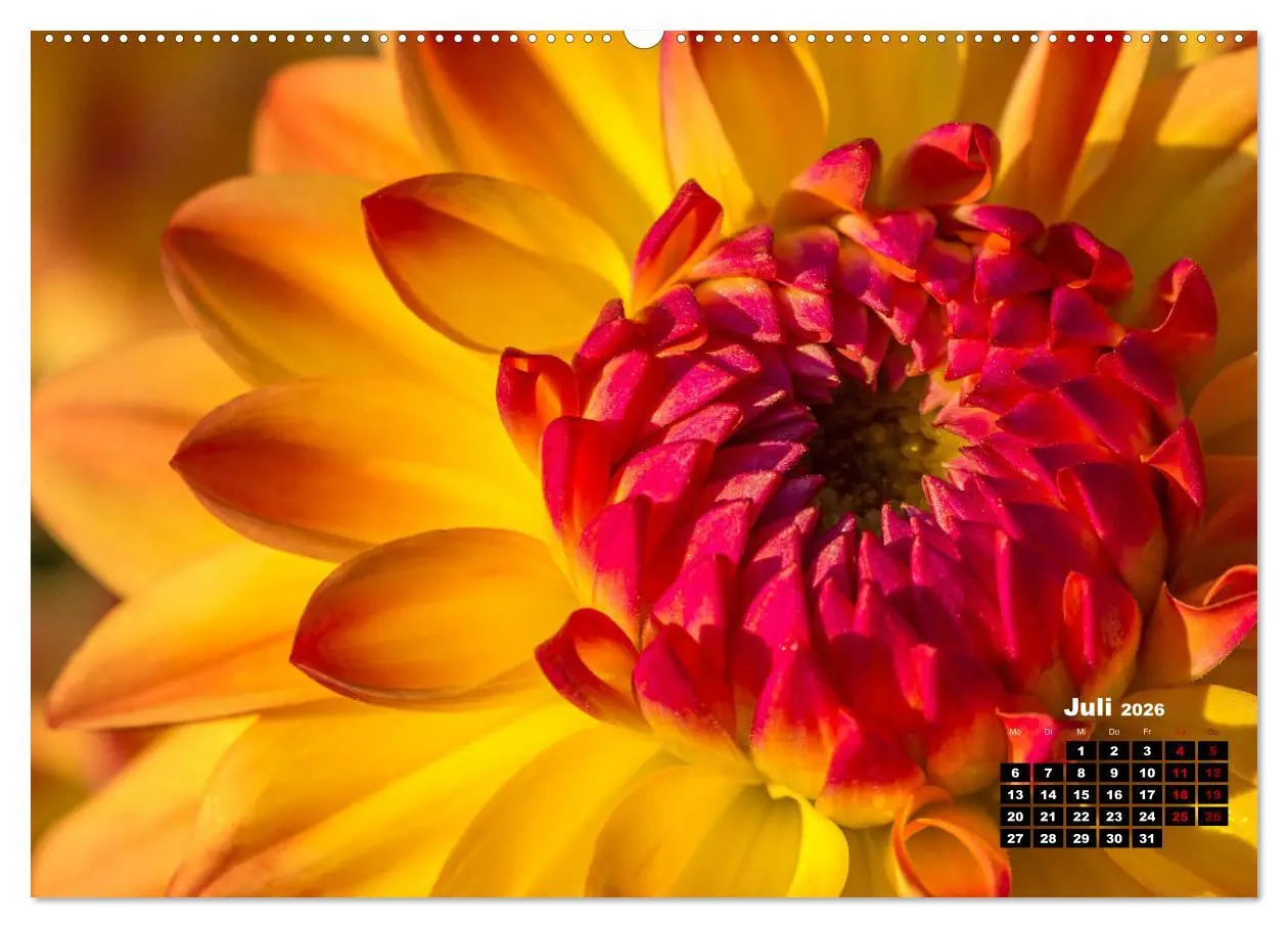 Bild: 9783457544853 | Im Herzen der Dahlie (Wandkalender 2026 DIN A2 quer), CALVENDO...