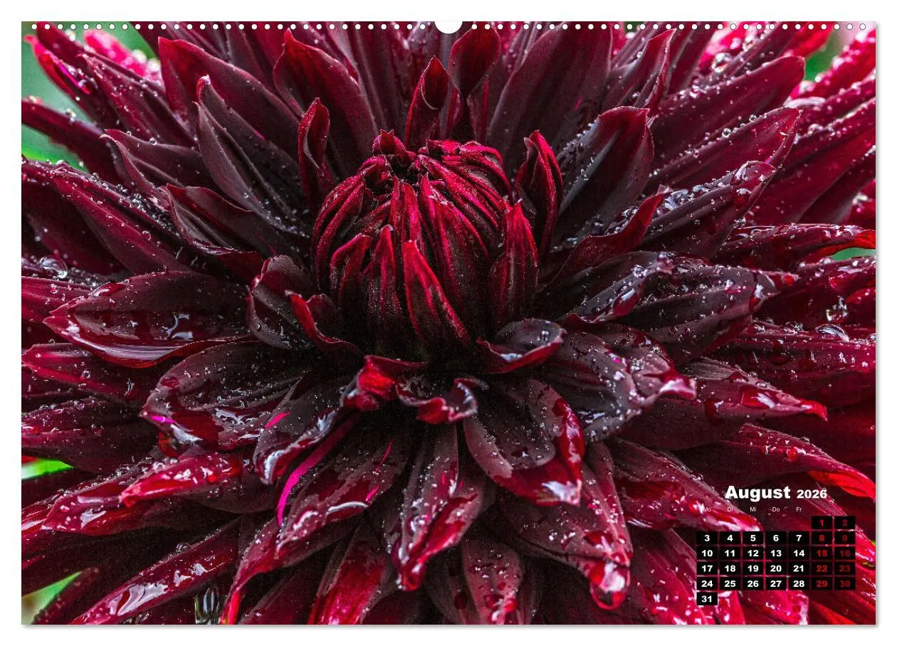 Bild: 9783457544853 | Im Herzen der Dahlie (Wandkalender 2026 DIN A2 quer), CALVENDO...