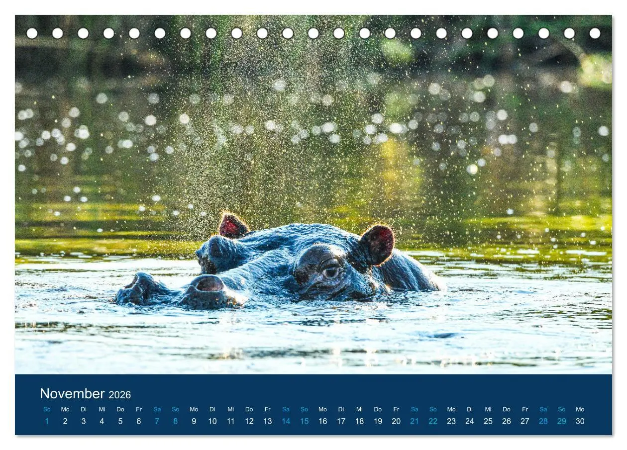 Bild: 9783457604953 | Nilpferde, Kolosse in Afrika (Tischkalender 2026 DIN A5 quer),...