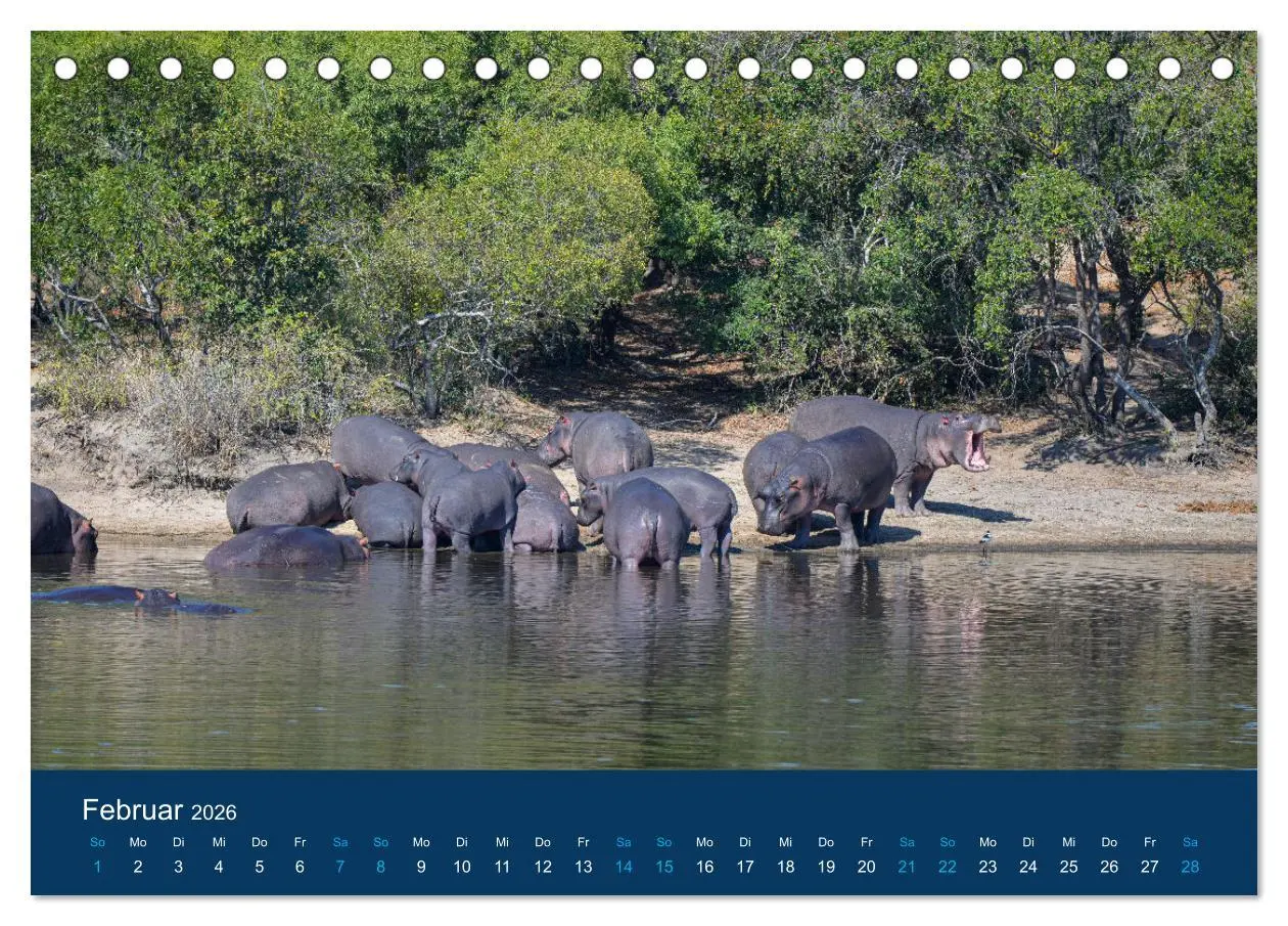Bild: 9783457604953 | Nilpferde, Kolosse in Afrika (Tischkalender 2026 DIN A5 quer),...
