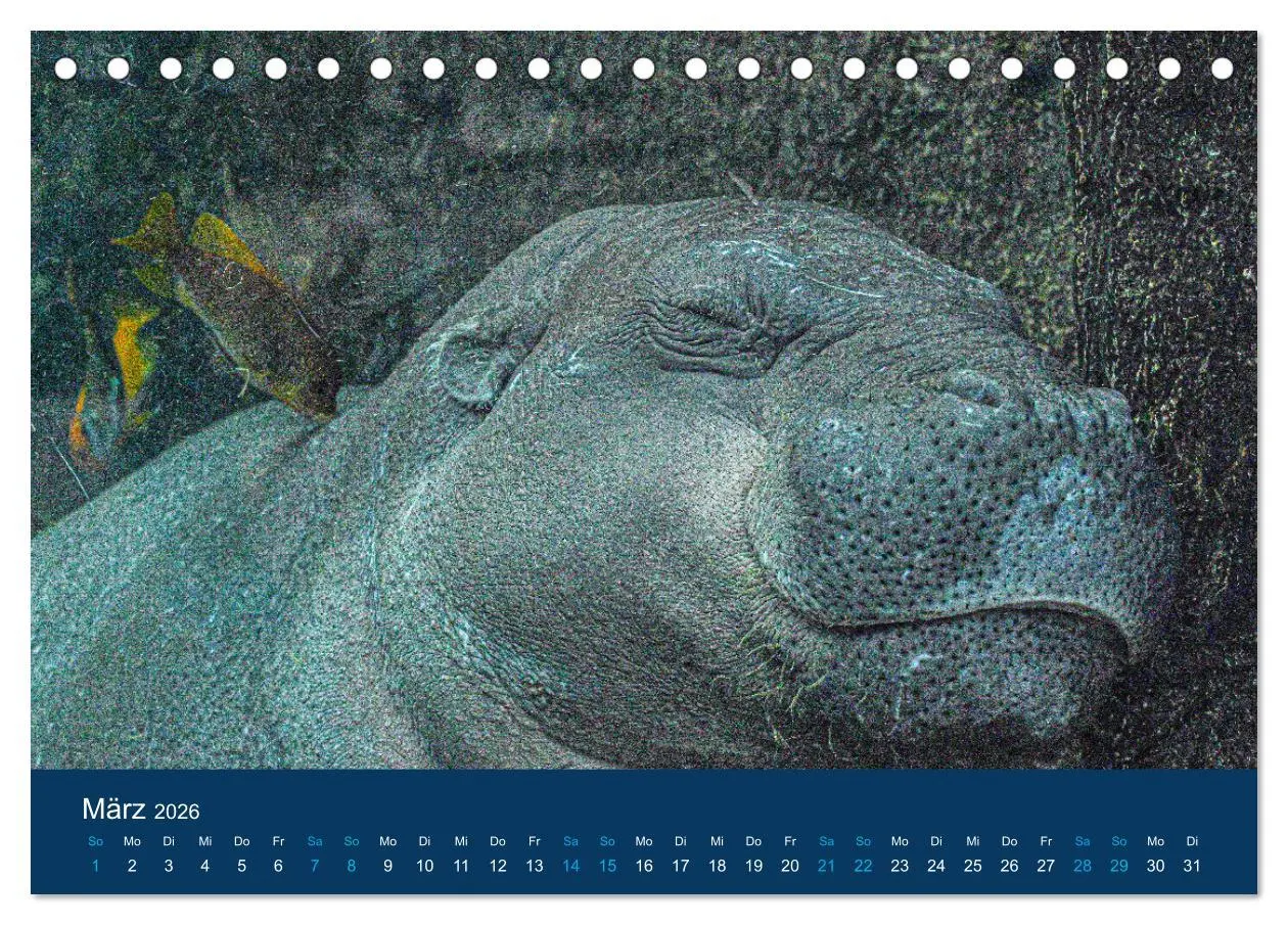 Bild: 9783457604953 | Nilpferde, Kolosse in Afrika (Tischkalender 2026 DIN A5 quer),...