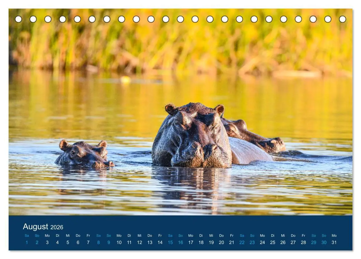 Bild: 9783457604953 | Nilpferde, Kolosse in Afrika (Tischkalender 2026 DIN A5 quer),...