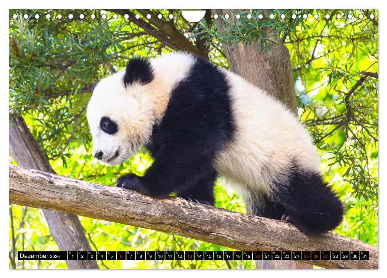Bild: 9783457805053 | Pandabär Babys (Wandkalender 2026 DIN A4 quer), CALVENDO...