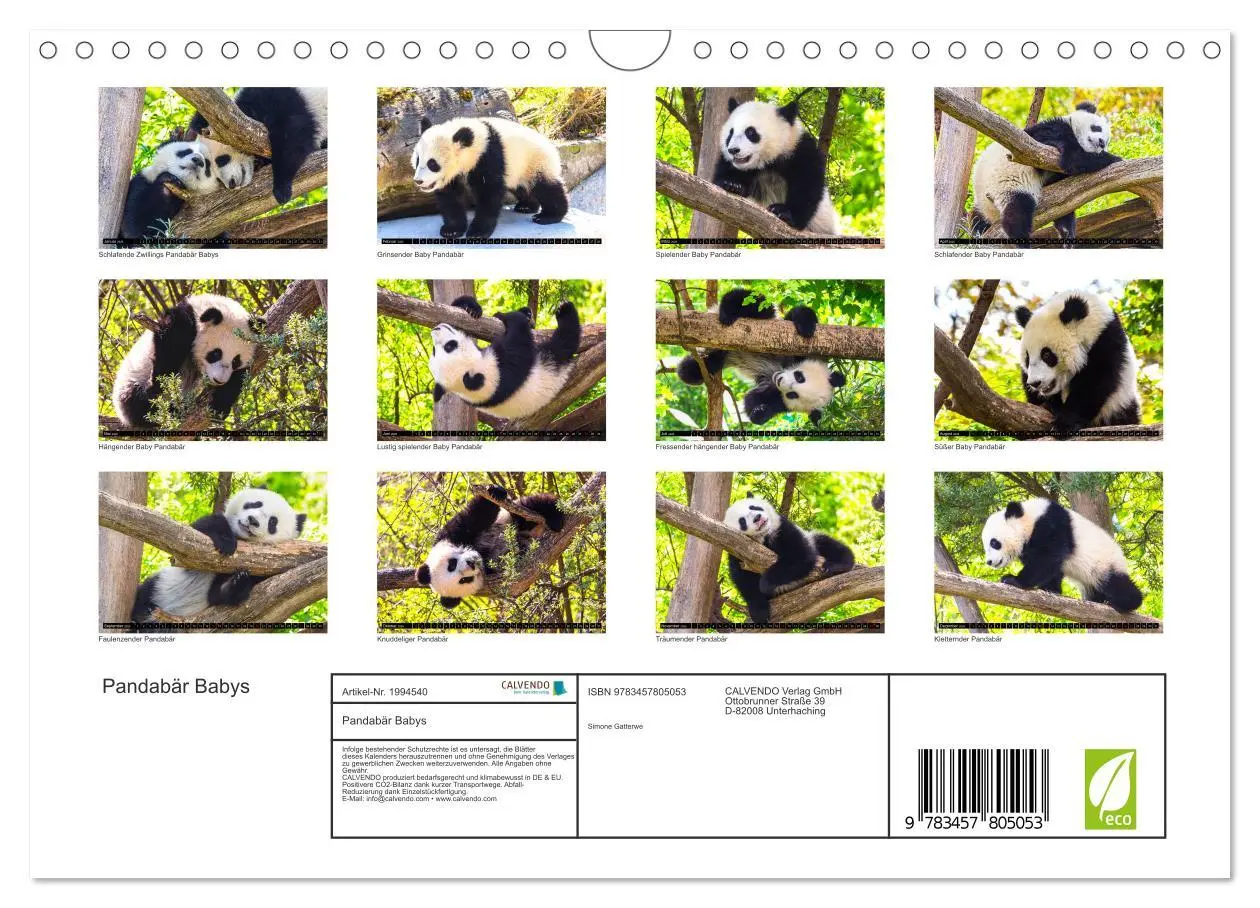 Bild: 9783457805053 | Pandabär Babys (Wandkalender 2026 DIN A4 quer), CALVENDO...