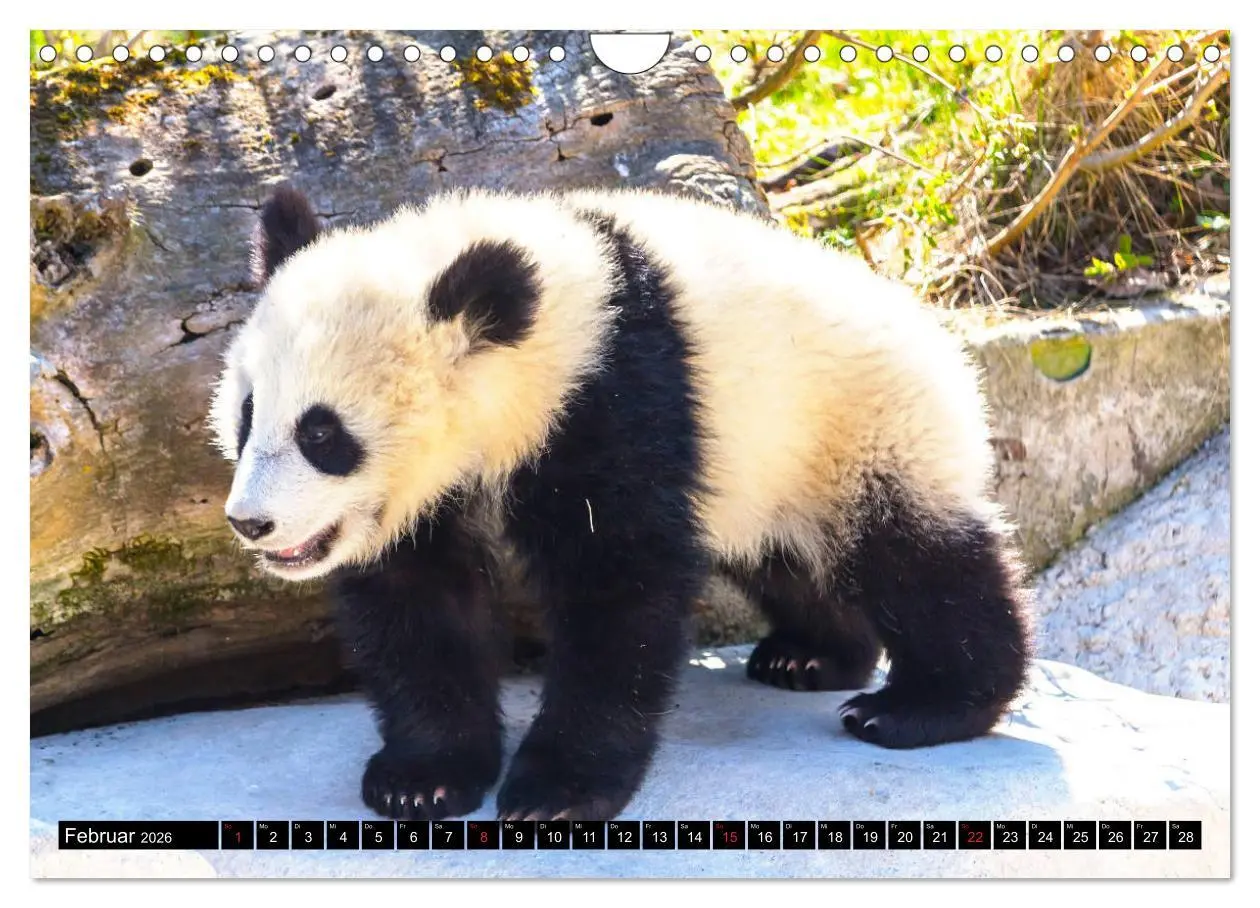 Bild: 9783457805053 | Pandabär Babys (Wandkalender 2026 DIN A4 quer), CALVENDO...