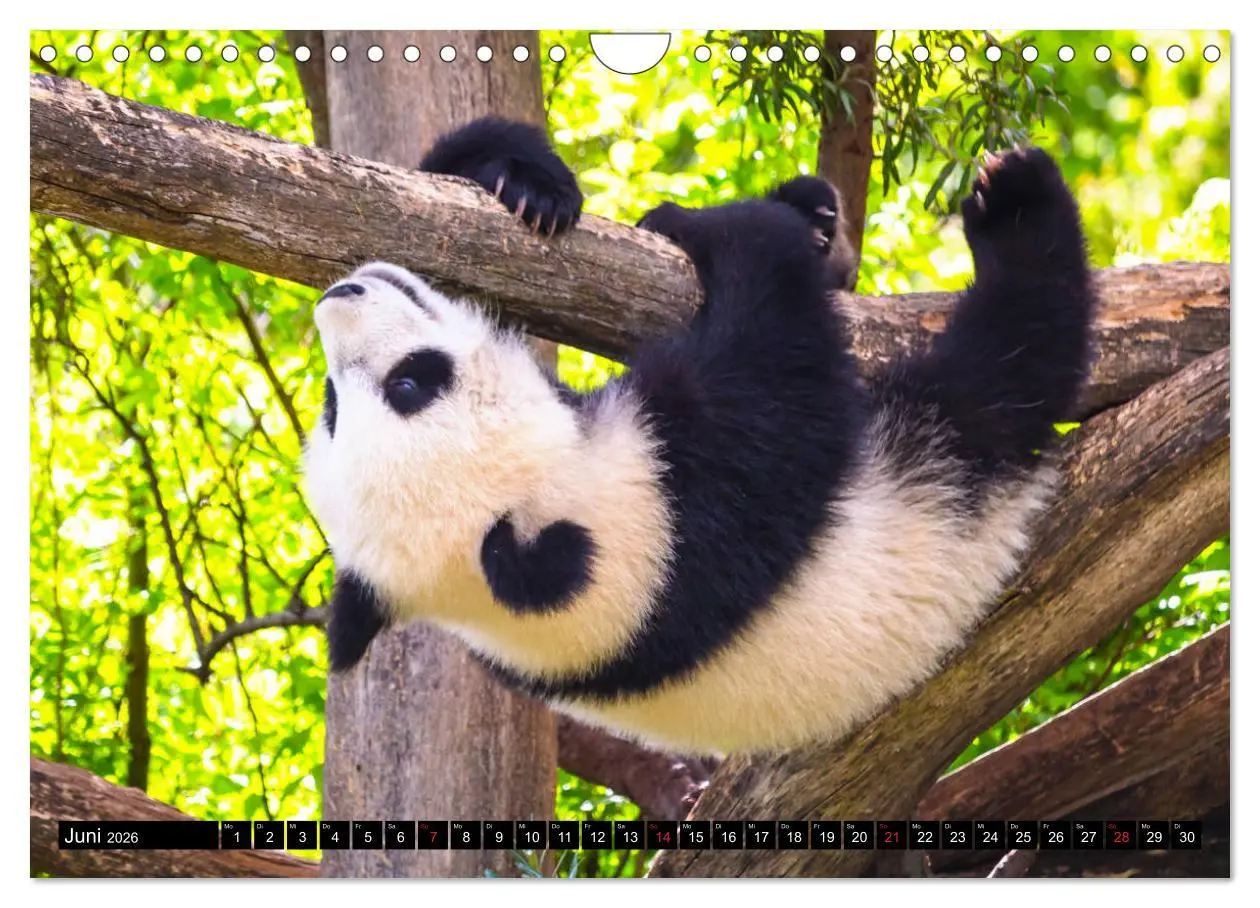 Bild: 9783457805053 | Pandabär Babys (Wandkalender 2026 DIN A4 quer), CALVENDO...