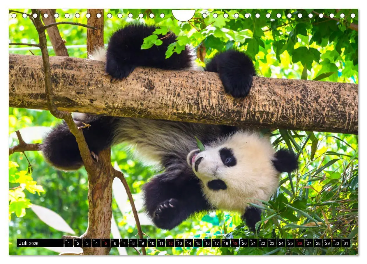 Bild: 9783457805053 | Pandabär Babys (Wandkalender 2026 DIN A4 quer), CALVENDO...