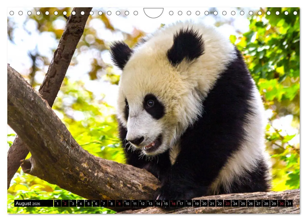 Bild: 9783457805053 | Pandabär Babys (Wandkalender 2026 DIN A4 quer), CALVENDO...