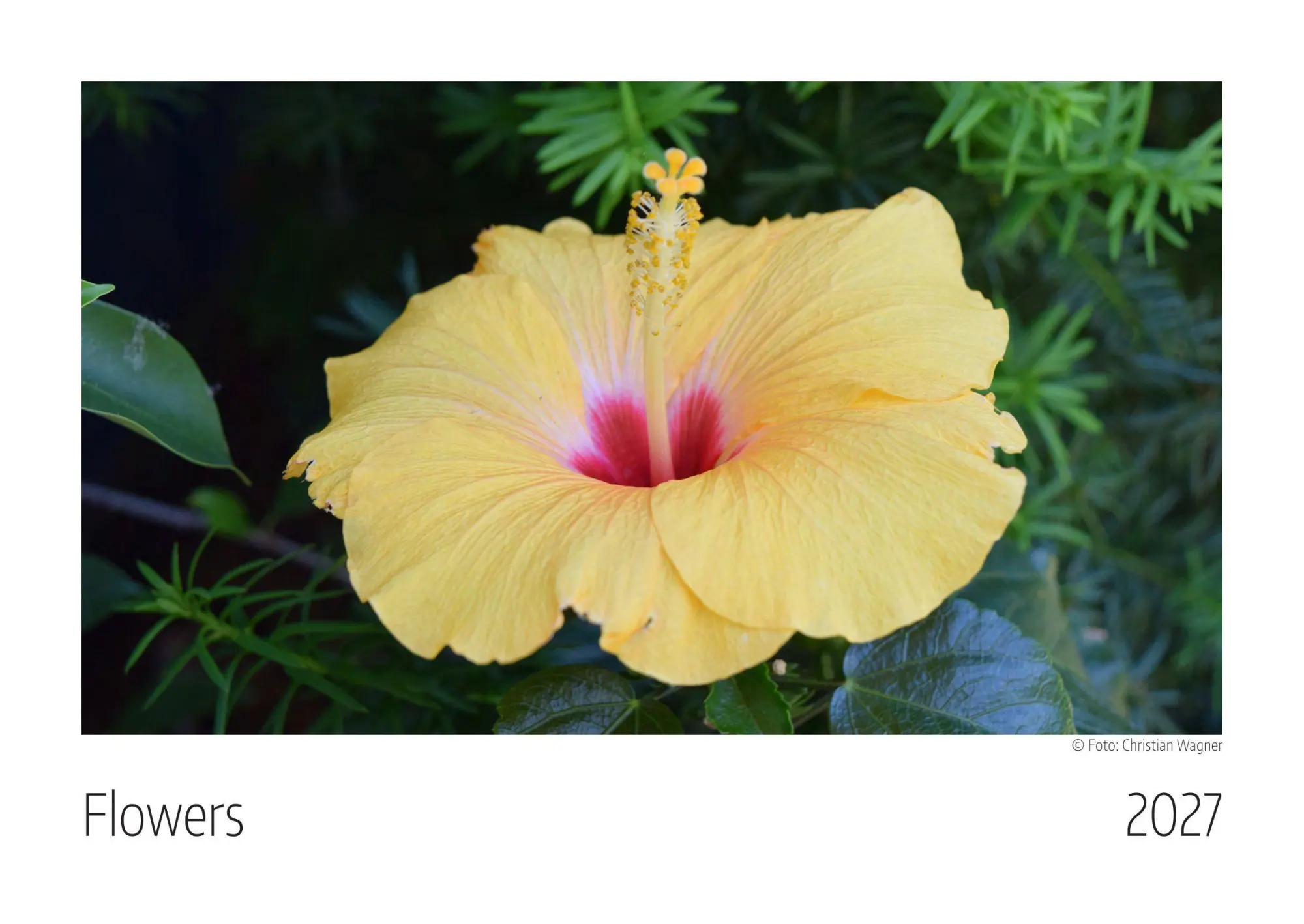 Cover: 9783912825053 | Flowers Kalender 2027 | Echte Blütenträume aus dem eigenen Garten