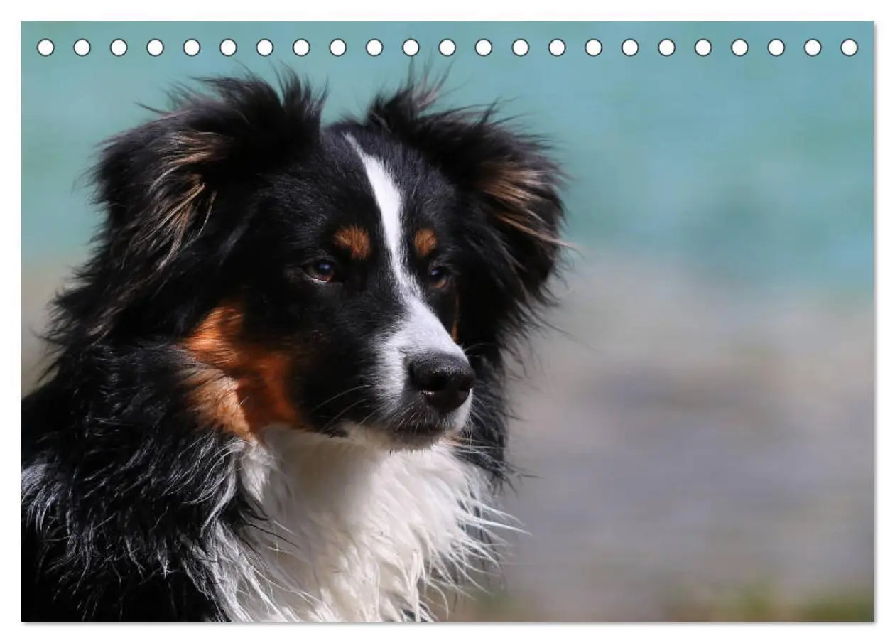 Bild: 9783435185153 | Australian Shepherd Tri Color (Tischkalender 2025 DIN A5 quer),...