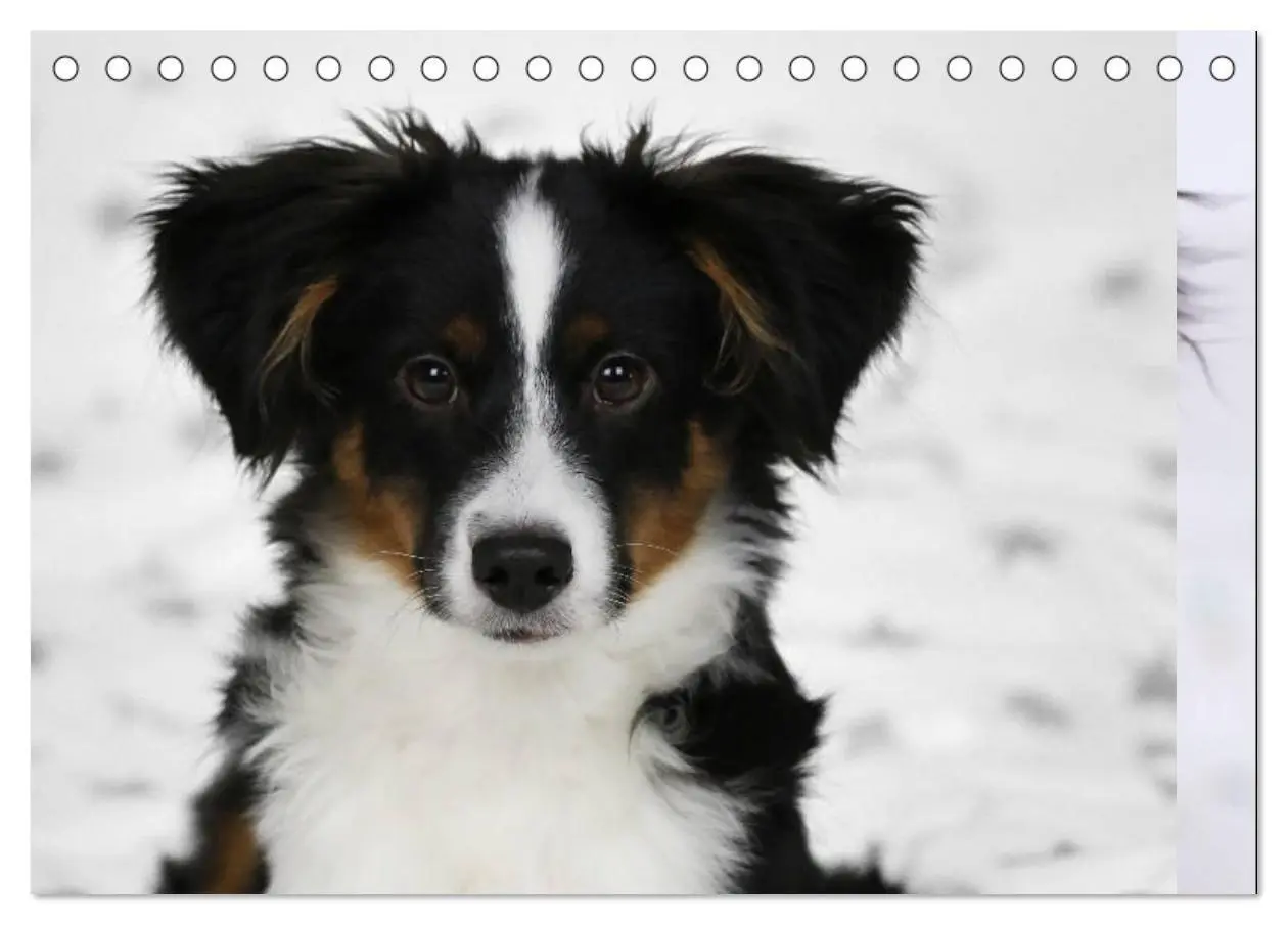 Bild: 9783435185153 | Australian Shepherd Tri Color (Tischkalender 2025 DIN A5 quer),...