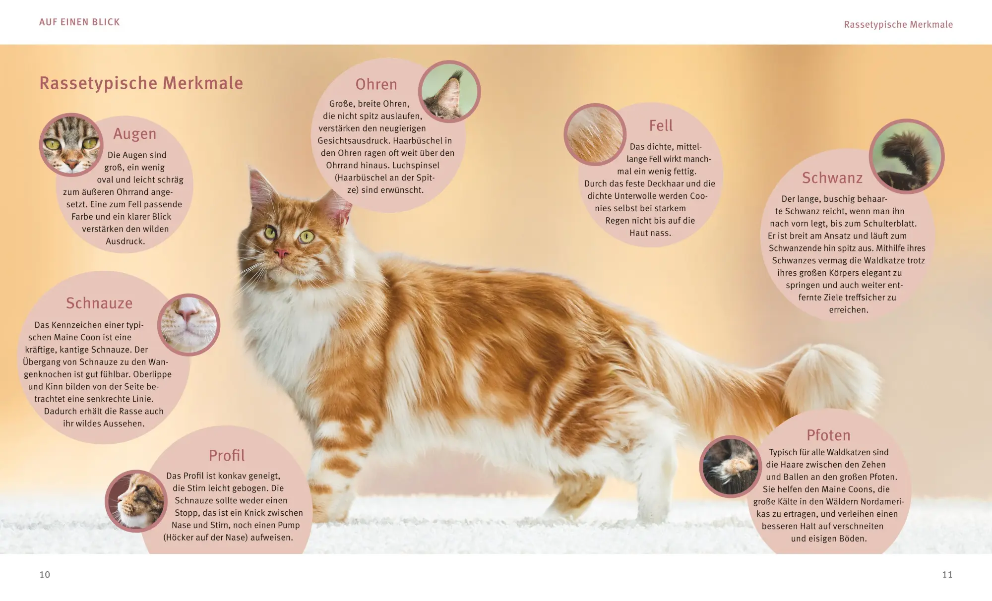 Bild: 9783833855153 | Maine Coon | So geht es den sanften Riesen rundum gut | Birgit Kieffer