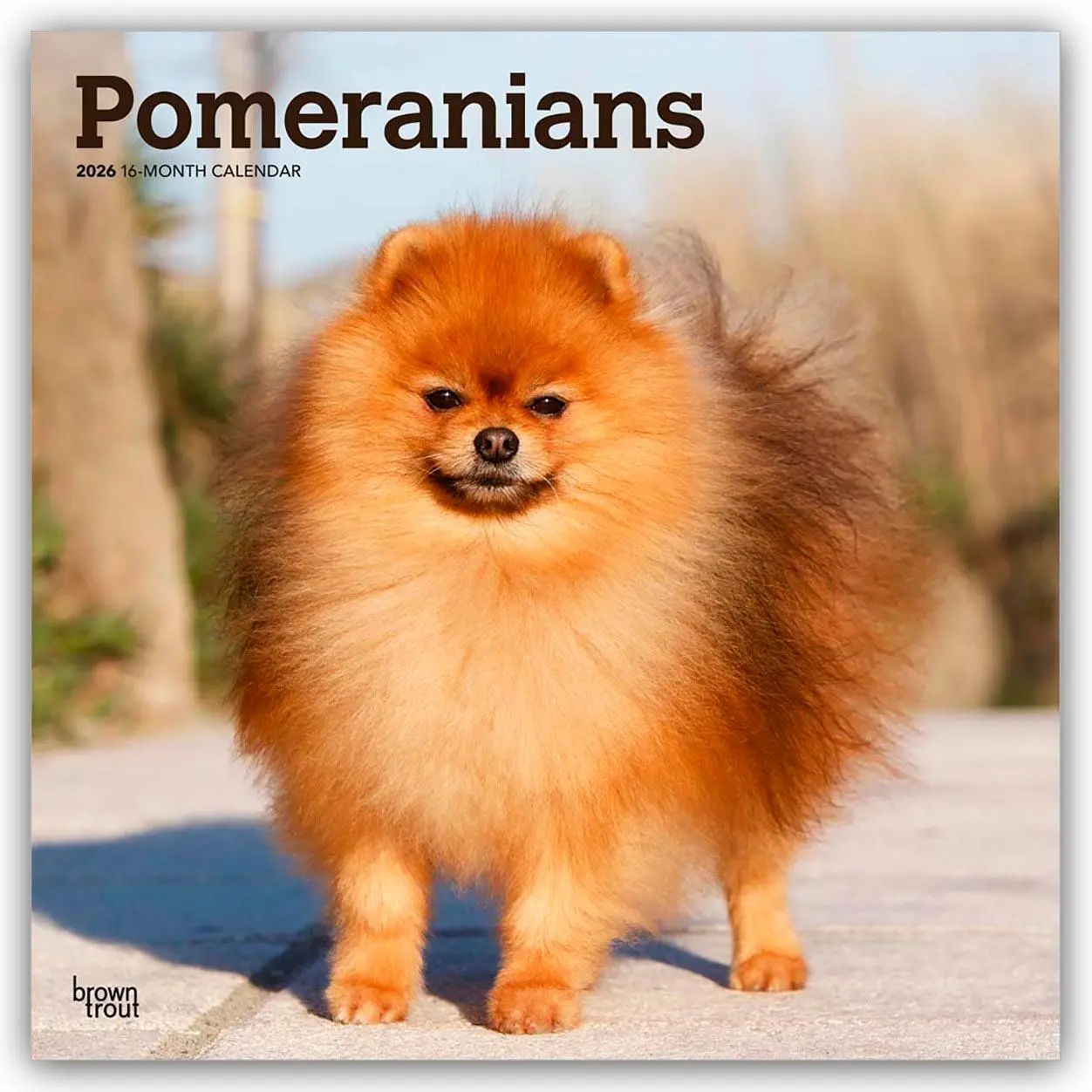 Cover: 9798330705153 | Pomeranians - Spitz 2026 - 16-Monatskalender | Browntrout Publishers