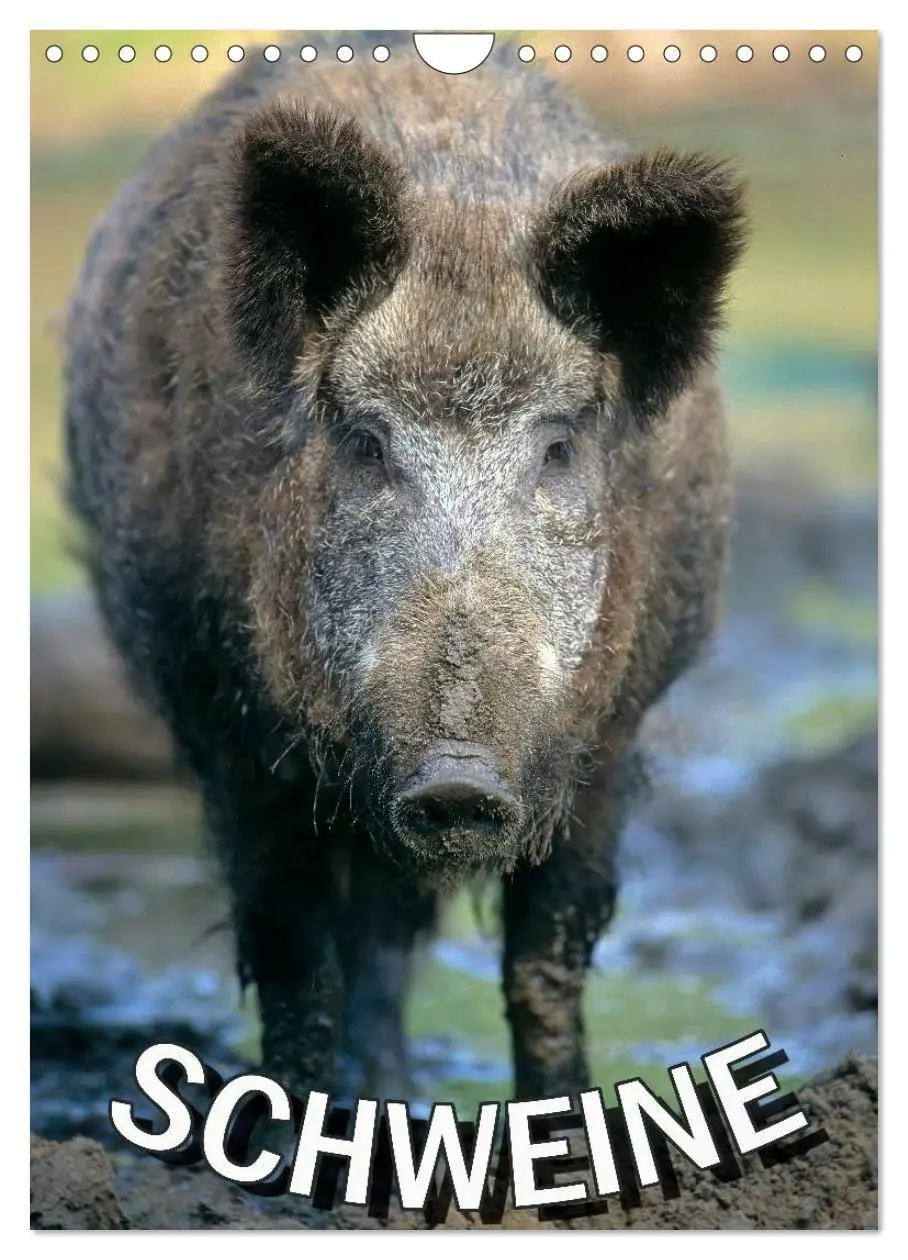 Cover: 9783594195253 | Schweine 2027 (Wandkalender 2027 DIN A4 hoch), CALVENDO Monatskalender