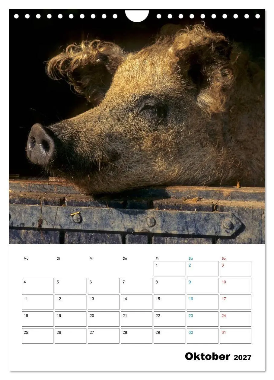 Bild: 9783594195253 | Schweine 2027 (Wandkalender 2027 DIN A4 hoch), CALVENDO Monatskalender
