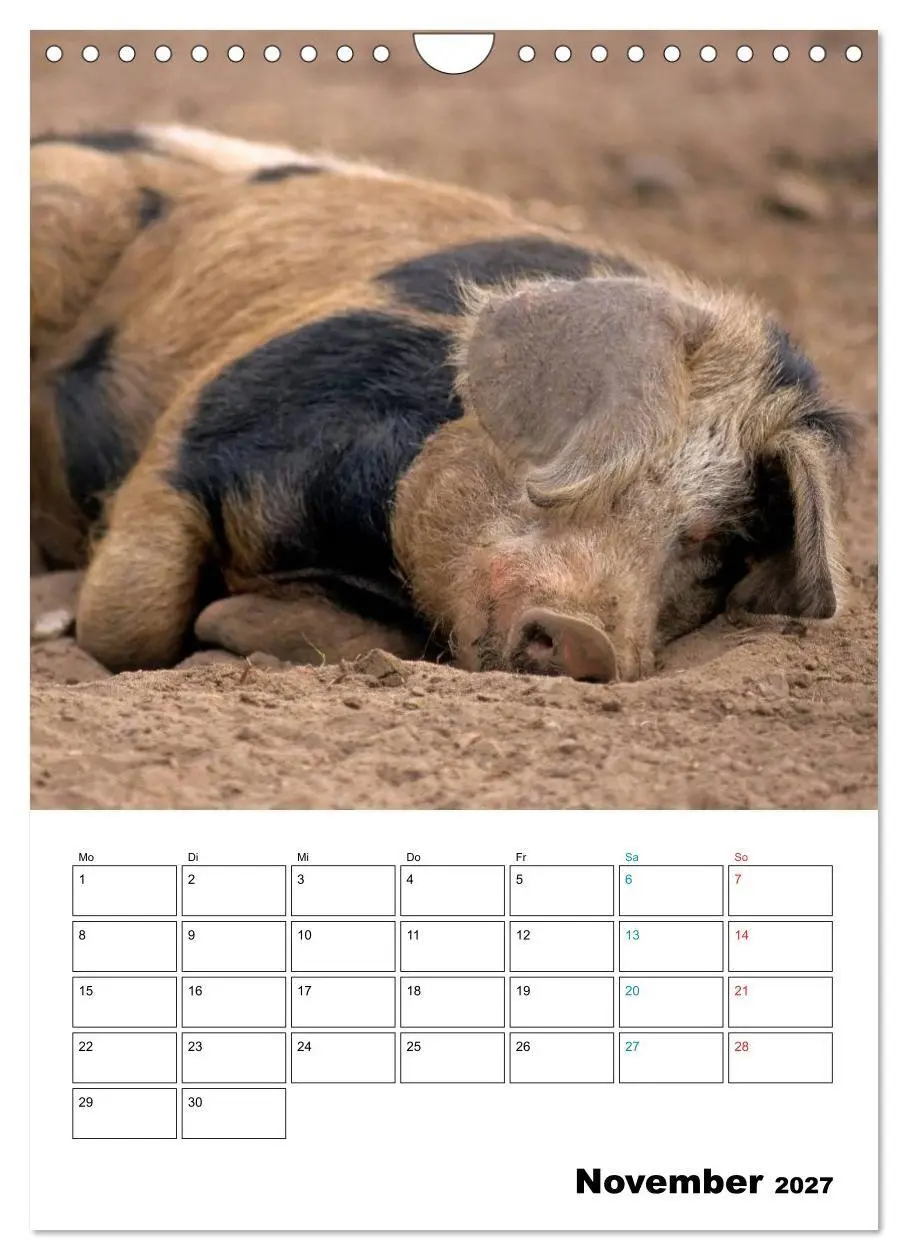 Bild: 9783594195253 | Schweine 2027 (Wandkalender 2027 DIN A4 hoch), CALVENDO Monatskalender