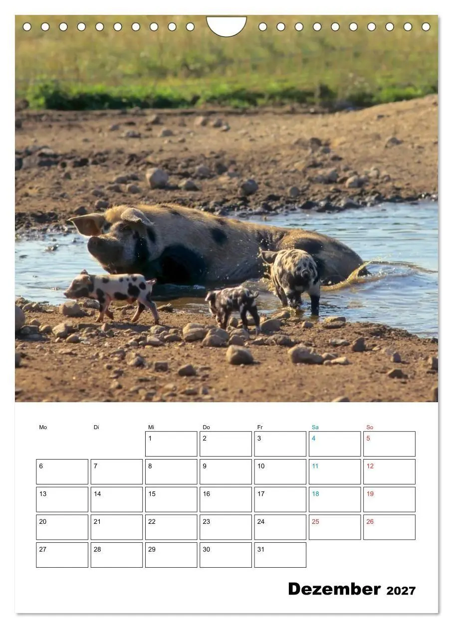 Bild: 9783594195253 | Schweine 2027 (Wandkalender 2027 DIN A4 hoch), CALVENDO Monatskalender