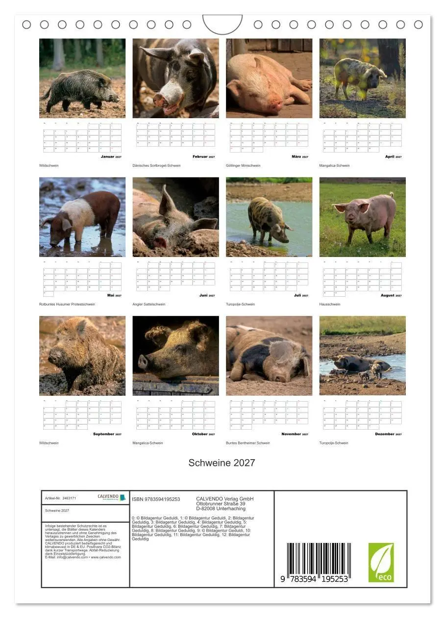 Bild: 9783594195253 | Schweine 2027 (Wandkalender 2027 DIN A4 hoch), CALVENDO Monatskalender