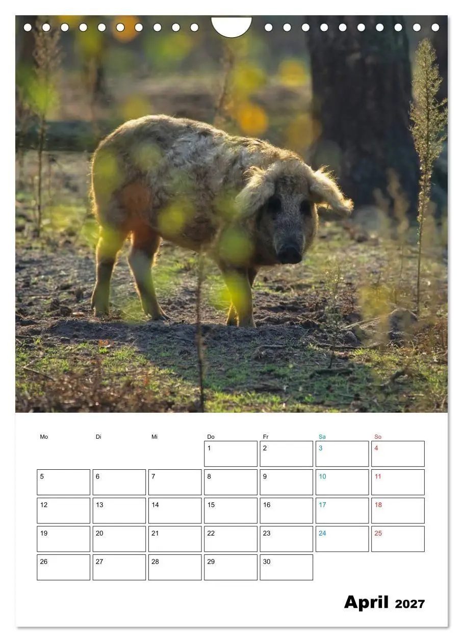 Bild: 9783594195253 | Schweine 2027 (Wandkalender 2027 DIN A4 hoch), CALVENDO Monatskalender