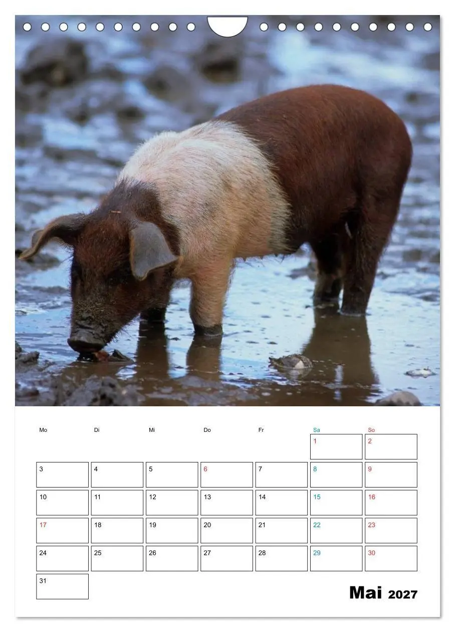 Bild: 9783594195253 | Schweine 2027 (Wandkalender 2027 DIN A4 hoch), CALVENDO Monatskalender