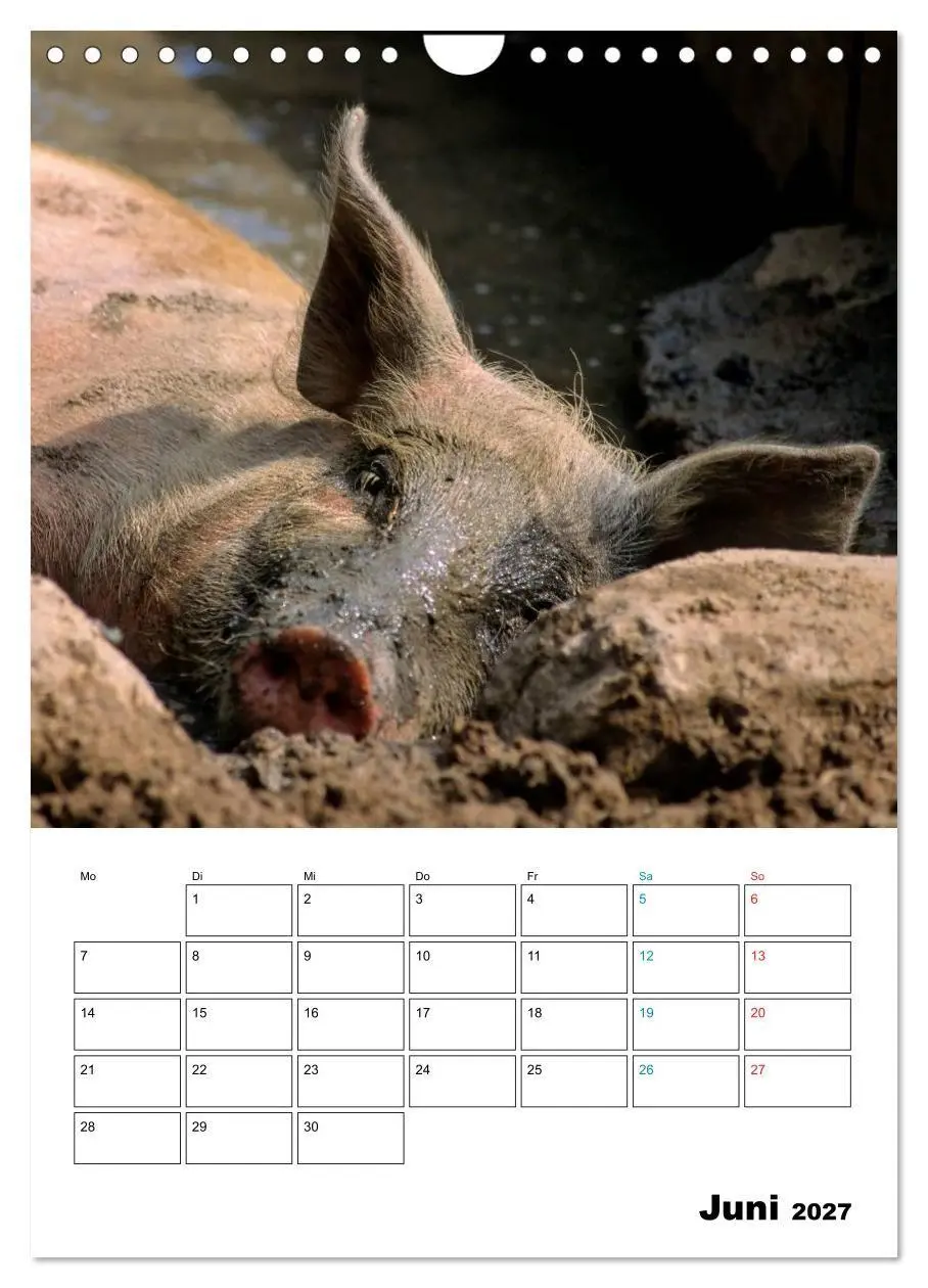 Bild: 9783594195253 | Schweine 2027 (Wandkalender 2027 DIN A4 hoch), CALVENDO Monatskalender