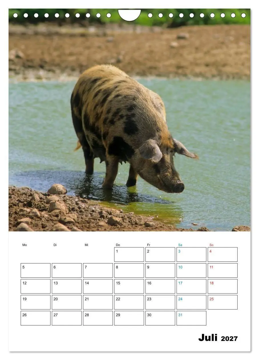 Bild: 9783594195253 | Schweine 2027 (Wandkalender 2027 DIN A4 hoch), CALVENDO Monatskalender