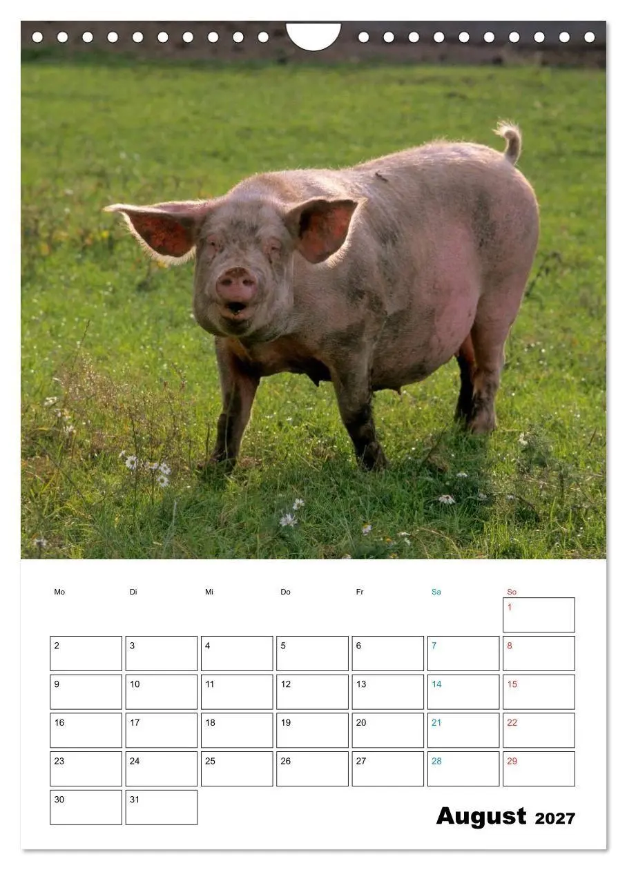 Bild: 9783594195253 | Schweine 2027 (Wandkalender 2027 DIN A4 hoch), CALVENDO Monatskalender