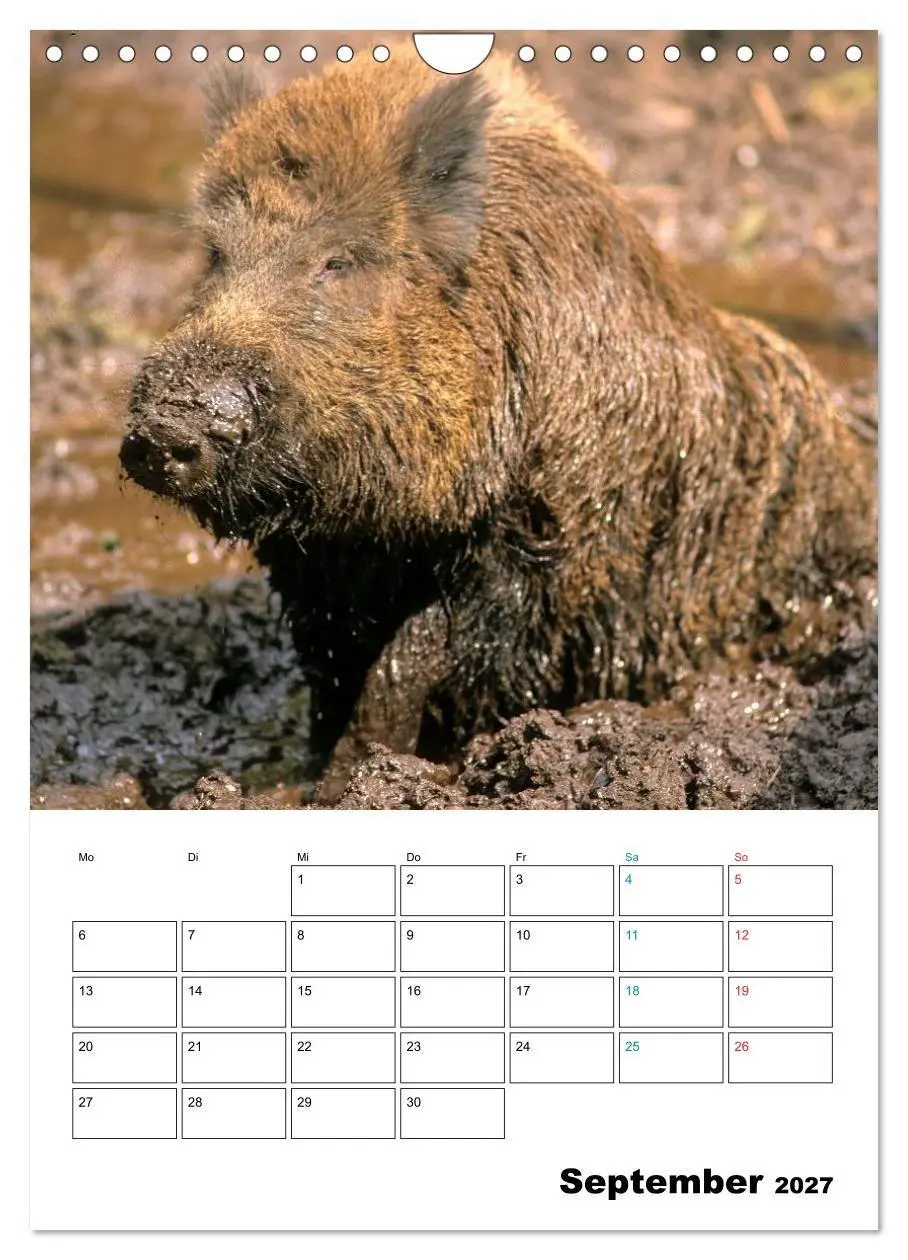 Bild: 9783594195253 | Schweine 2027 (Wandkalender 2027 DIN A4 hoch), CALVENDO Monatskalender