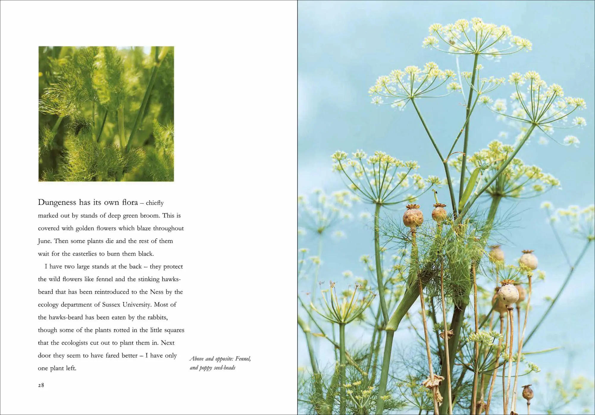 Bild: 9781643265353 | Derek Jarman's Garden | 30th Anniversary Edition | Derek Jarman | Buch