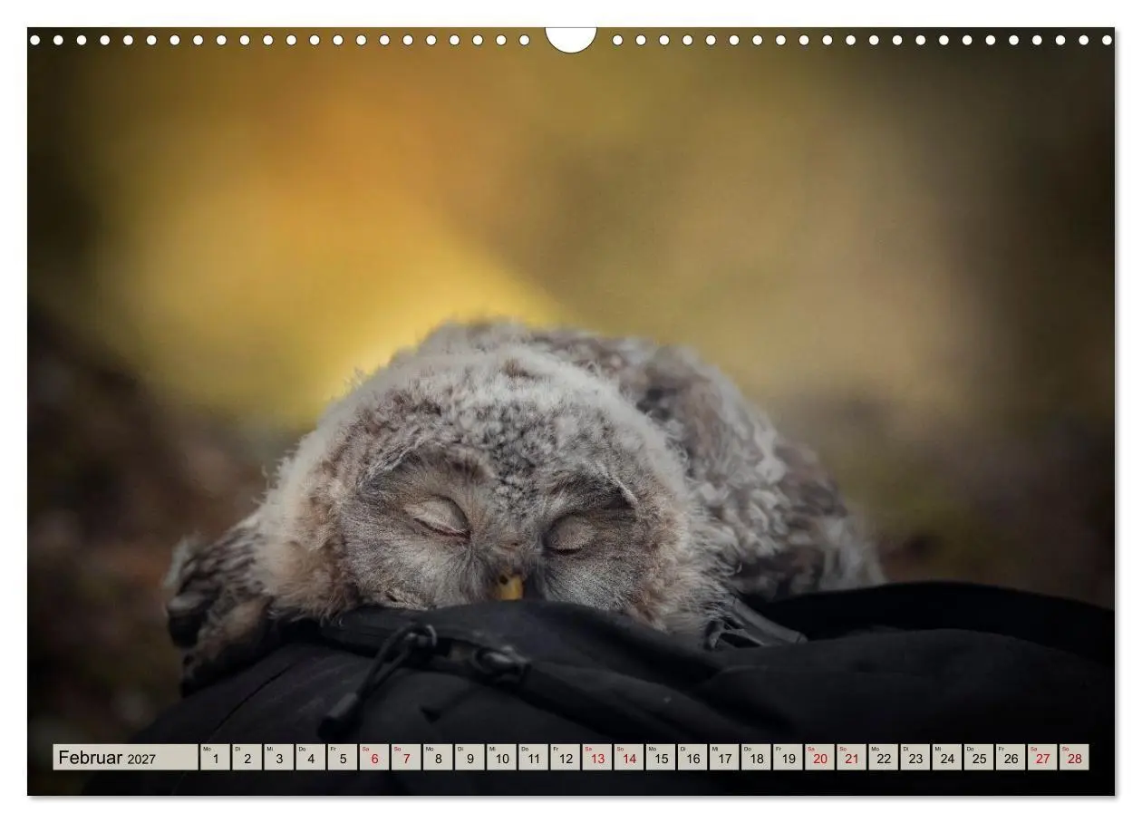 Bild: 9783516955453 | Eulen - schön und geheimnisvoll (Wandkalender 2027 DIN A3 quer),...