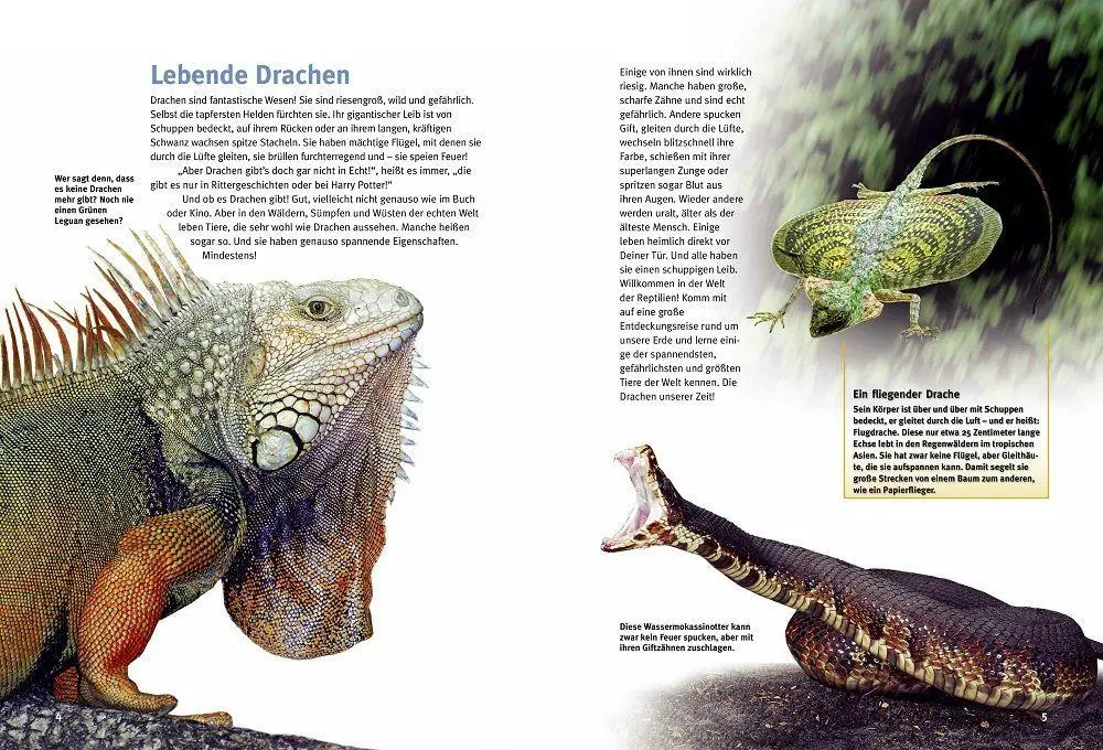 Bild: 9783866595453 | Entdecke die Reptilien | Heiko Werning | Buch | 56 S. | Deutsch | 2026