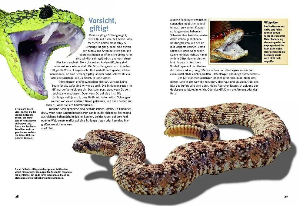 Bild: 9783866595453 | Entdecke die Reptilien | Heiko Werning | Buch | 56 S. | Deutsch | 2026