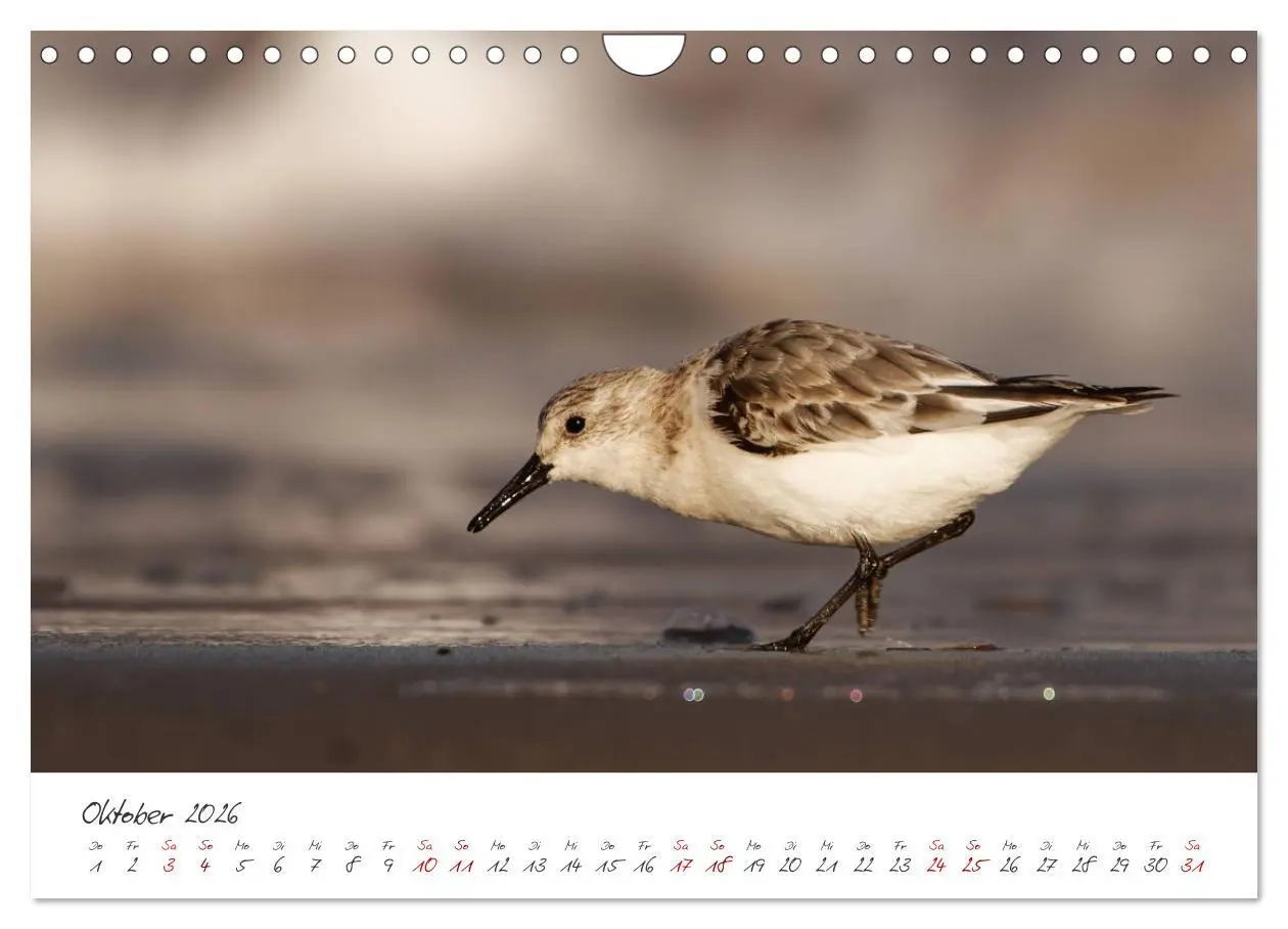 Bild: 9783457545553 | Vogelwelt Helgoland - von Ostfriesenfotografie (Wandkalender 2026...