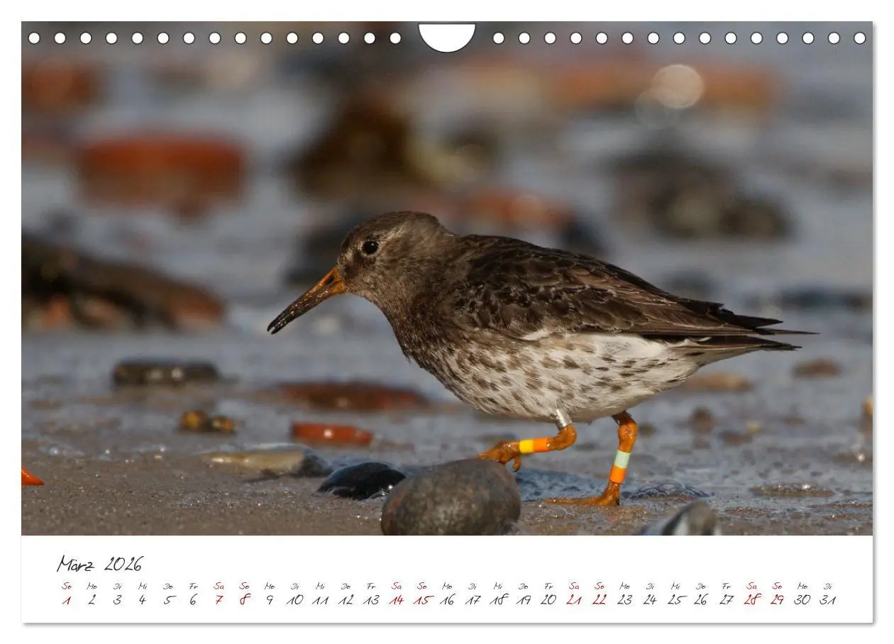 Bild: 9783457545553 | Vogelwelt Helgoland - von Ostfriesenfotografie (Wandkalender 2026...