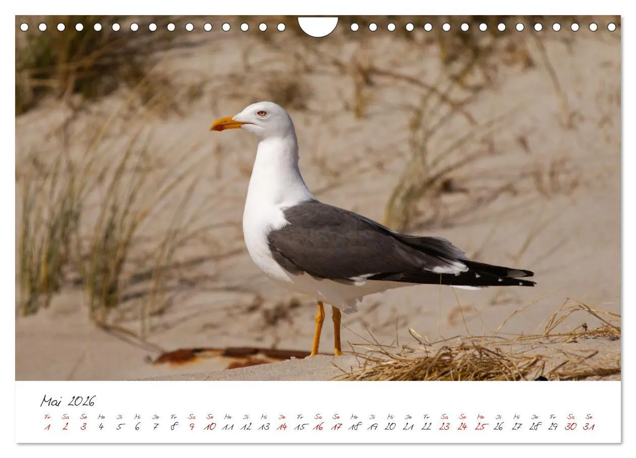 Bild: 9783457545553 | Vogelwelt Helgoland - von Ostfriesenfotografie (Wandkalender 2026...