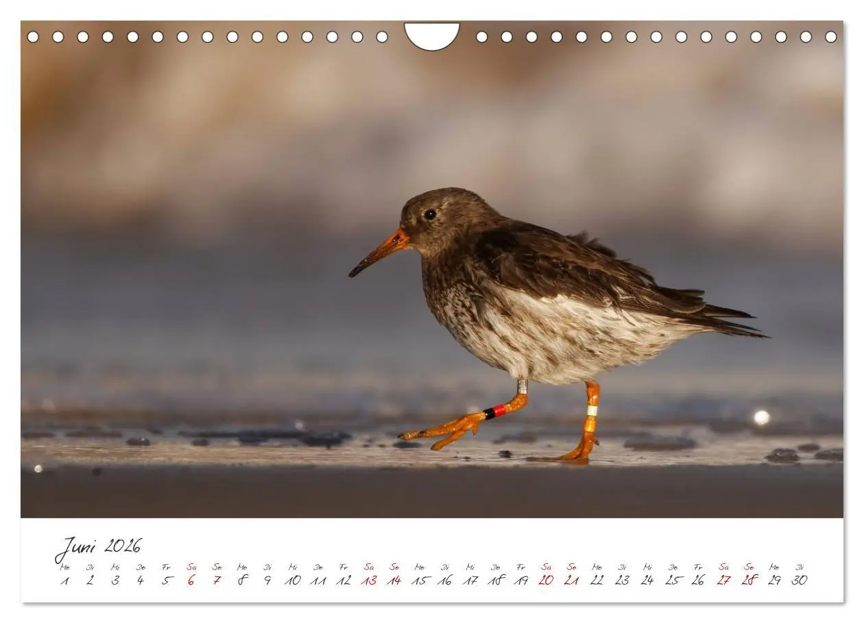 Bild: 9783457545553 | Vogelwelt Helgoland - von Ostfriesenfotografie (Wandkalender 2026...