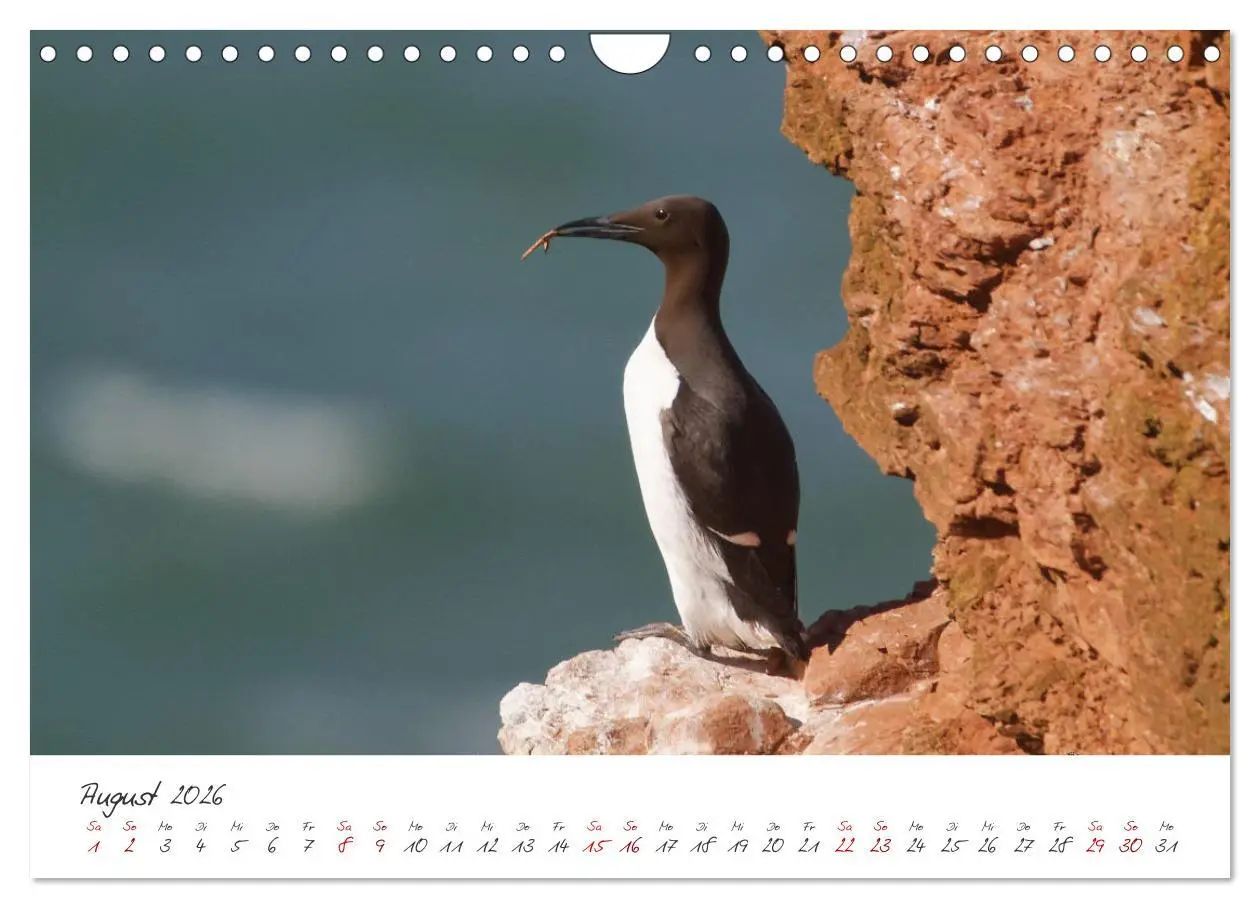 Bild: 9783457545553 | Vogelwelt Helgoland - von Ostfriesenfotografie (Wandkalender 2026...