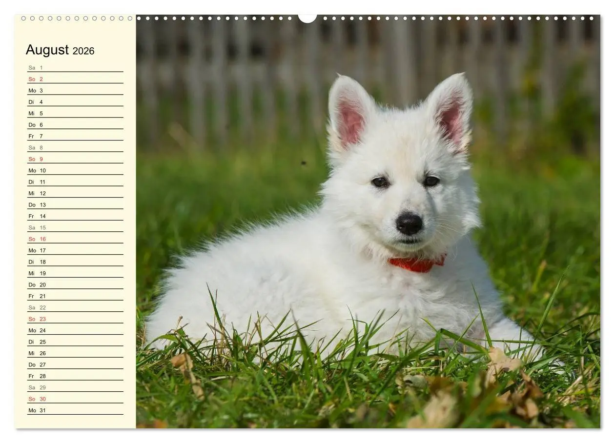 Bild: 9783516005653 | Weißer Schweizer Schäferhund - Ein Tag im Leben einer Hundefamilie...