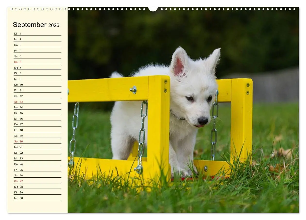 Bild: 9783516005653 | Weißer Schweizer Schäferhund - Ein Tag im Leben einer Hundefamilie...