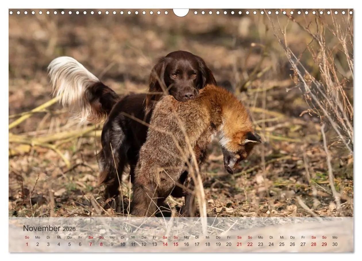 Bild: 9783457385753 | Treue Jagdgefährten Der kleine Münsterländer (Wandkalender 2026 DIN...