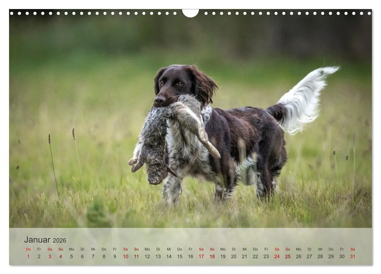 Bild: 9783457385753 | Treue Jagdgefährten Der kleine Münsterländer (Wandkalender 2026 DIN...