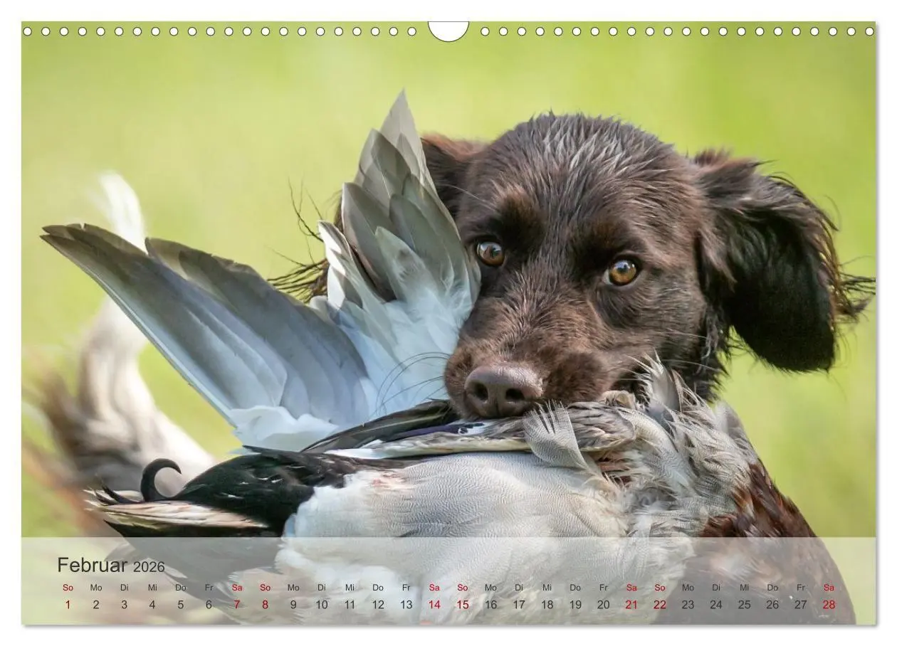 Bild: 9783457385753 | Treue Jagdgefährten Der kleine Münsterländer (Wandkalender 2026 DIN...