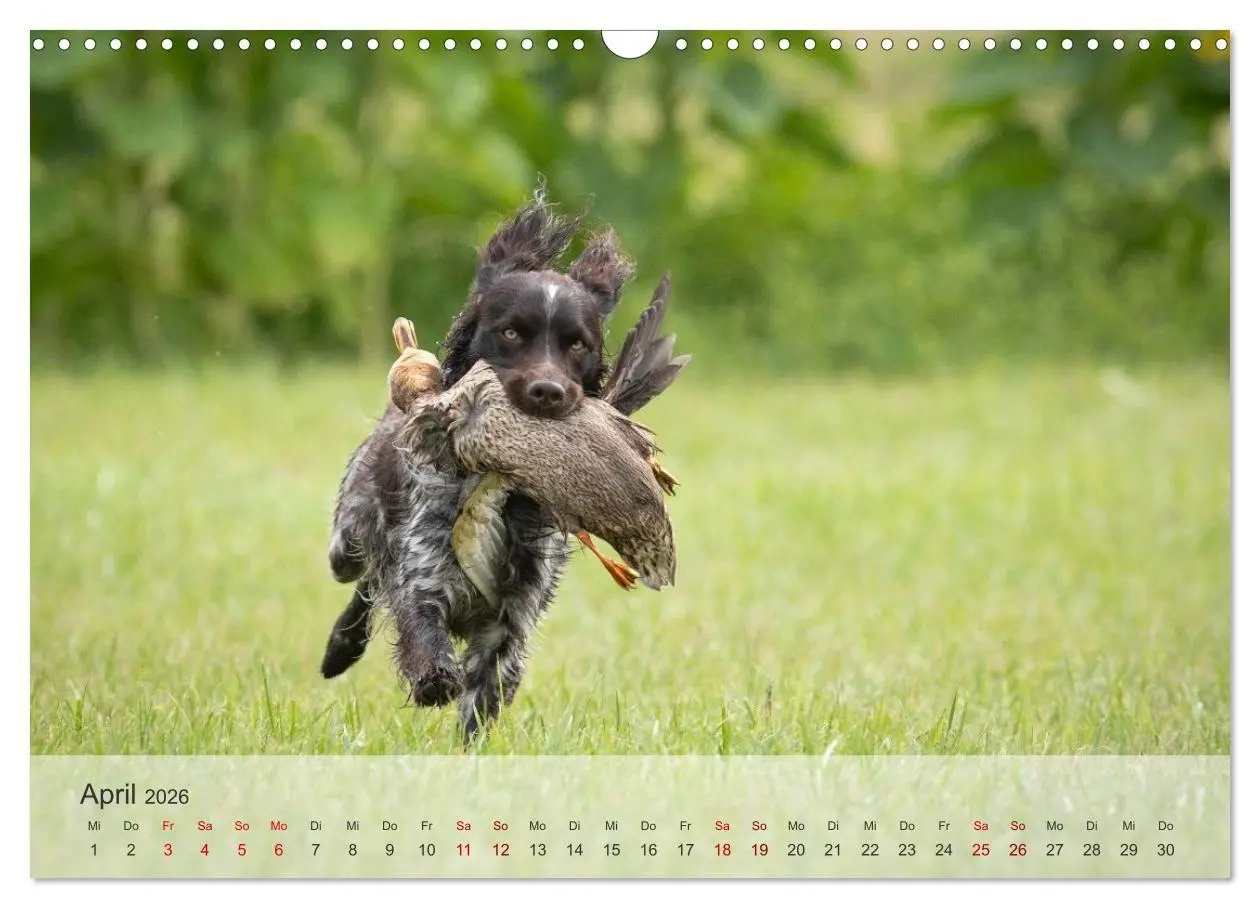 Bild: 9783457385753 | Treue Jagdgefährten Der kleine Münsterländer (Wandkalender 2026 DIN...