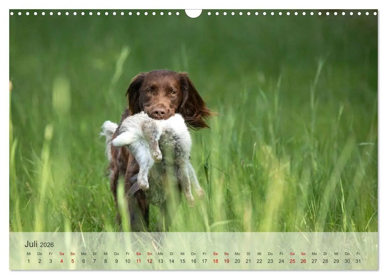 Bild: 9783457385753 | Treue Jagdgefährten Der kleine Münsterländer (Wandkalender 2026 DIN...