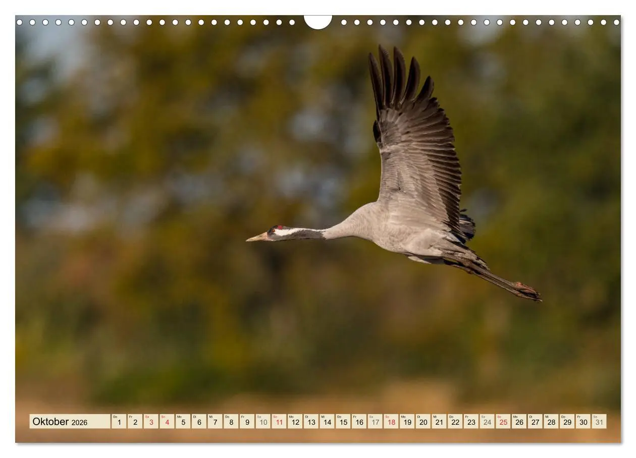 Bild: 9783457765753 | Niedersachsens Natur (Wandkalender 2026 DIN A3 quer), CALVENDO...