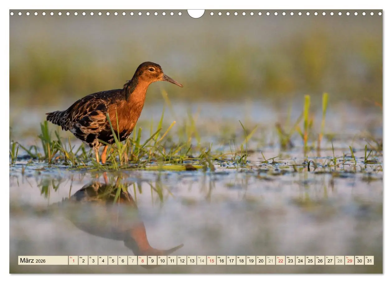 Bild: 9783457765753 | Niedersachsens Natur (Wandkalender 2026 DIN A3 quer), CALVENDO...